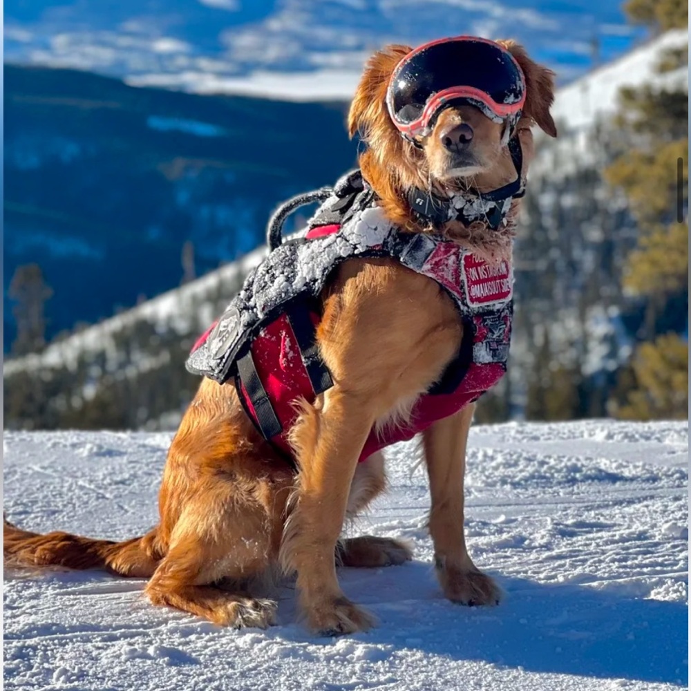 REX Specs Dog Goggles size XL, clear and smoke lens NWT